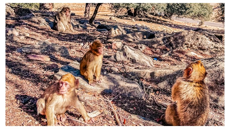 Macacos de Berbería en el bosque de cedros de Michlifin, en el Atlas Medio