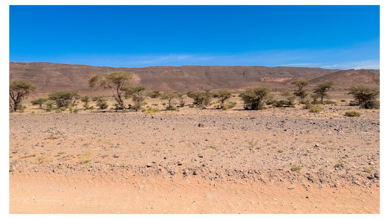 Llanura desértica con acacias en la pista de Zagora a Merzouga