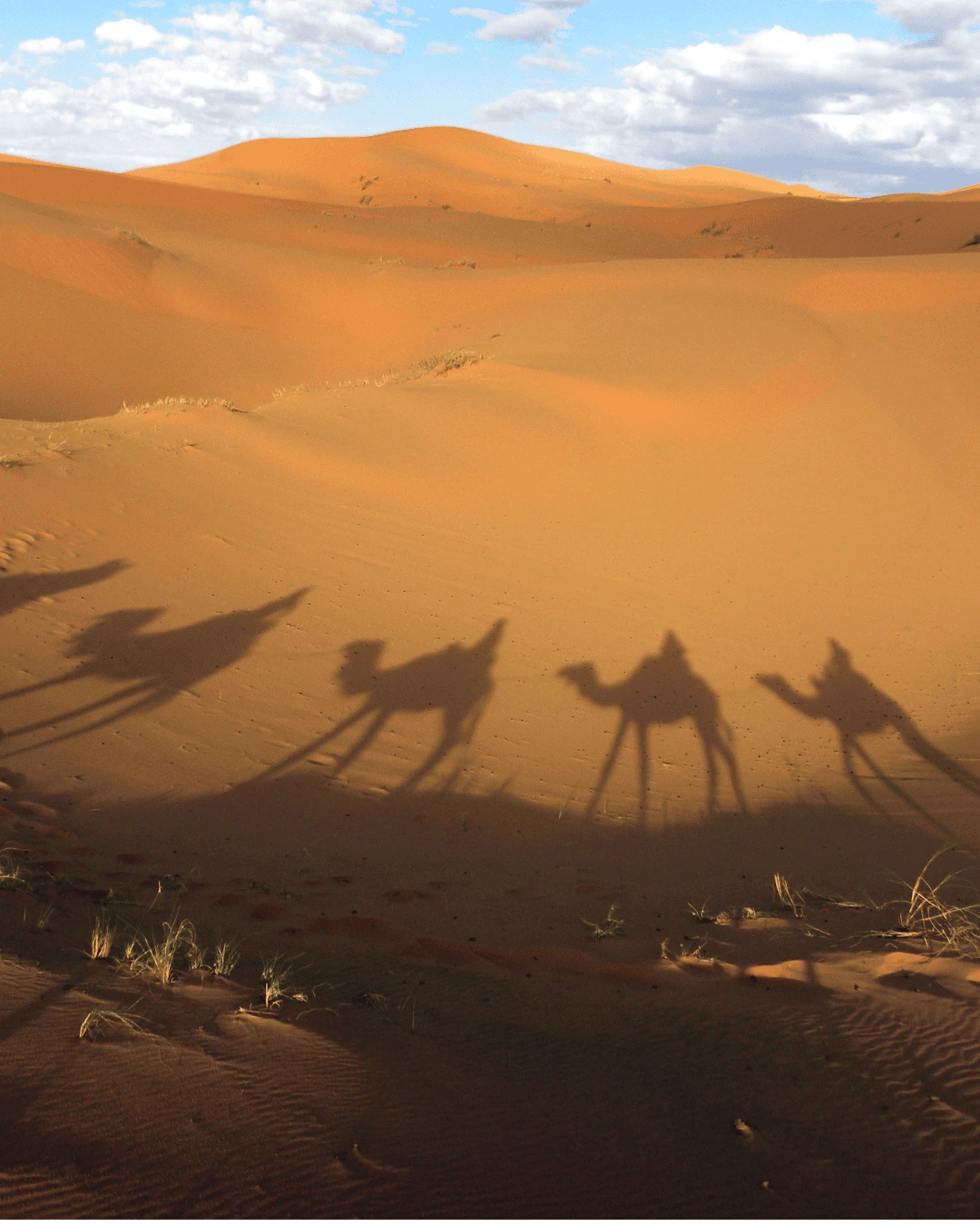 8 Sombras de una caravana de dromedarios sobre una duna del desierto de Merzouga