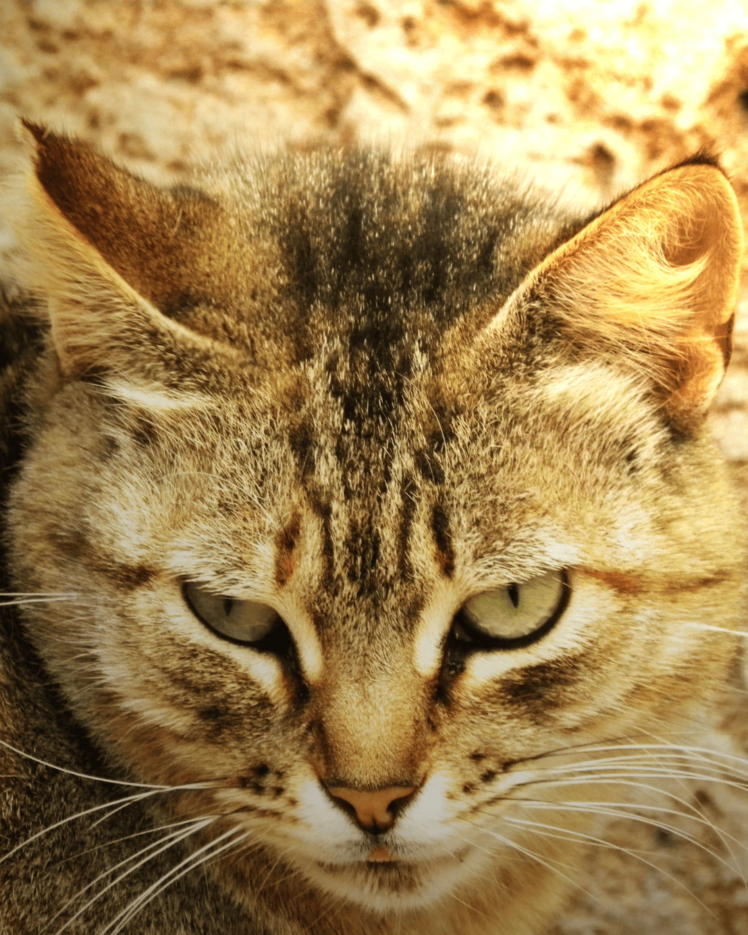 9 Primer plano de un gato atigrado en una medina de Marruecos